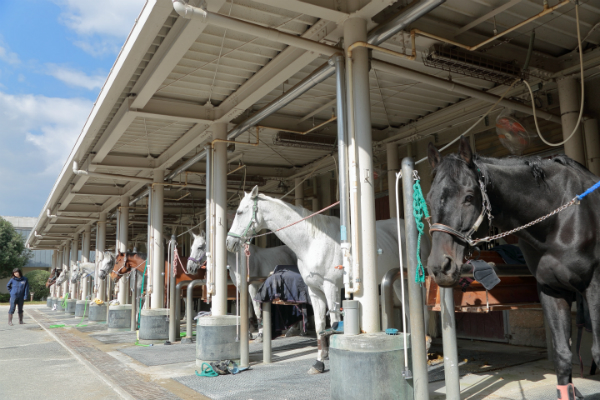 三木ホースランドパーク馬のつなぎ場