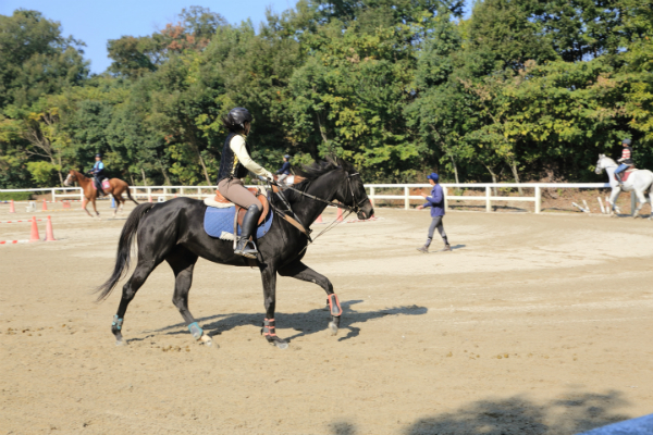 MIKIホーストレック屋外練習馬場2