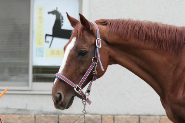 マイネルアンドレア