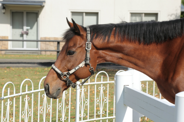乗馬教室馬 ダノンジェラート