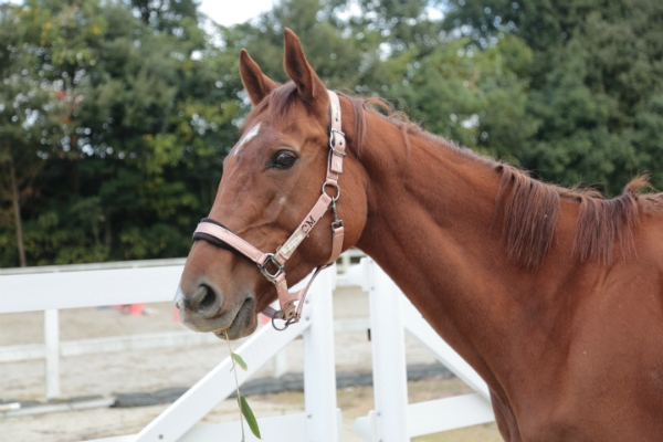 Mikiホーストレックの馬たち 兵庫県神戸の乗馬クラブ Mikiホーストレック 安心の乗馬体験 乗馬教室