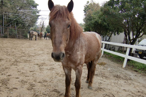 ホーストレッキング馬 ケイタ