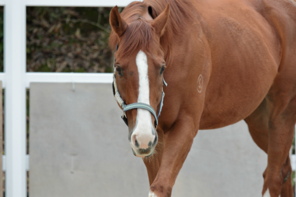 乗馬教室馬 小風