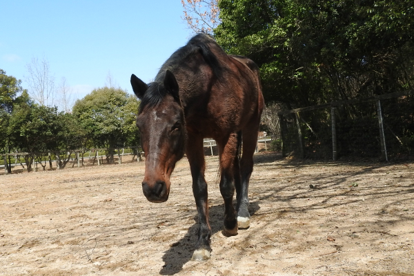 ホーストレッキング馬 明華