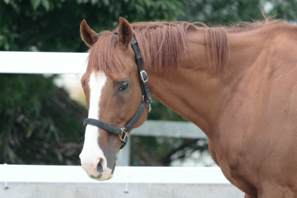 乗馬教室馬 スプラッシュエンド