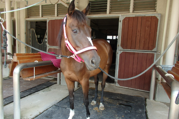 ホーストレッキング馬 トライアングル