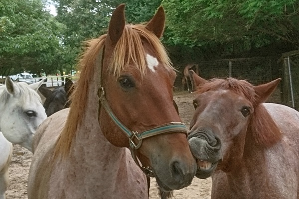 ホーストレッキング馬 もんた